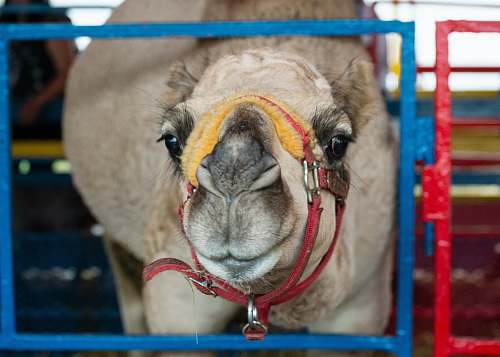 topsfield fairgrounds brown camel topsfield